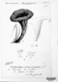 Craterellus cornucopioides image